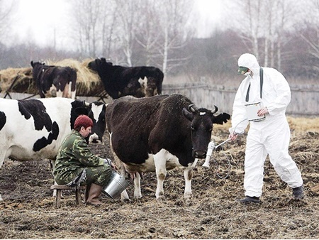 ۳۰ سال بعد از انفجار؛‌ آثار حادثه هسته‌ای چرنوبیل در شیر گاوهای اوکراین