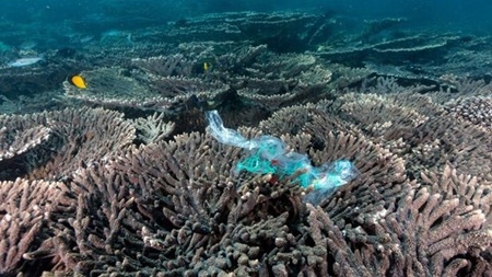 شناسایی عامل تهدیدکننده جدید برای صخره‌های مرجانی