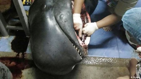 نهنگ تایلندی با ۸۰ کیسه پلاستیکی در معده جان سپرد