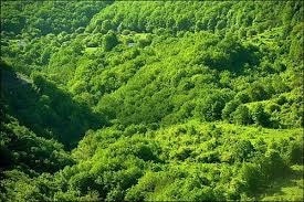 قابلیت جذب دی اکسید کربن توسط جنگل‌ها محدود است