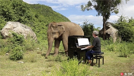 پیانیست و فیل نابینا