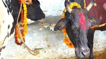 مردی در هند به ظن قاچاق گاو کشته شد