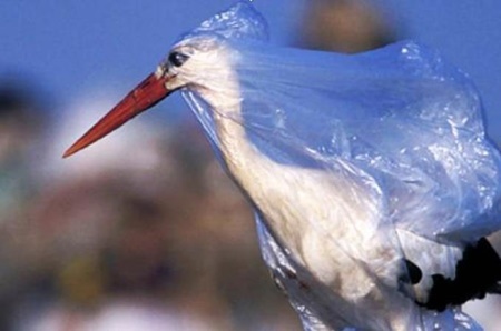 مرگ سالانه ۱۰۰ هزار حیوان در اثر تغذیه پلاستیک