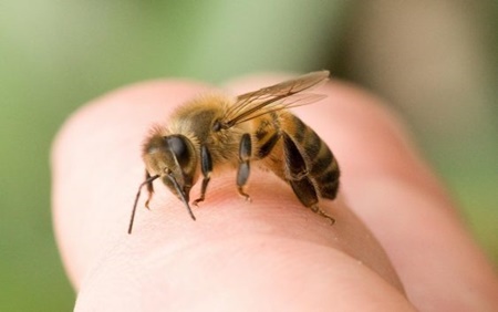 چطور با زنبورگزیدگی رو‌به‌رو شویم؟