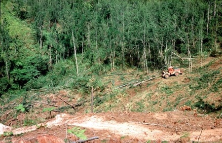 طرح احیای جنگل‌های فیجی تا سال ۲۰۳۰