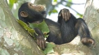 صنعت پالم تهدید جدید پیش‌روی میمون‌های آفریقایی