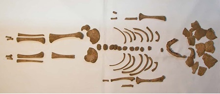 کشف نمونه‌های نرمی استخوان در دوران روم باستان