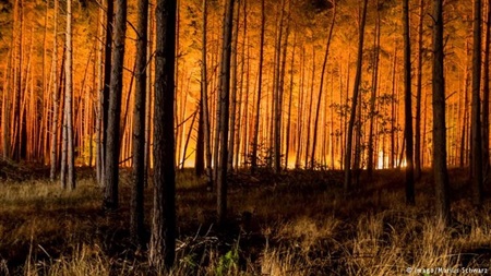 آتش به جان جنگل‌های ایالت براندنبورگ آلمان افتاد