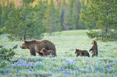 عکاسی که با دوربین به شکار خرس‌های گریزلی می‌رود