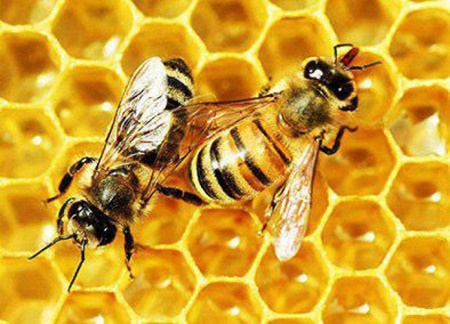 دولت ترامپ به زنبورها هم رحم نمی‌کند