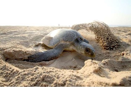 مکزیک؛ مرگ ۳۰۰ لاک‌پشت در معرض خطر