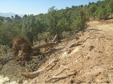 جنگل‌های لرستان به بیماری زوال بلوط مبتلا هستند