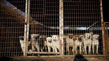 درخواست مقامات ویتنام از ساکنان هانوی | گوشت سگ نخورید