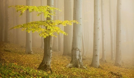آشنایی با جنگل راش - سوادکوه