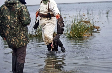 محیط زیست مازندران درباره شکار پرندگان مهاجر هشدار داد