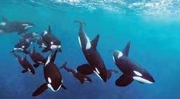 انقراض نهنگ‌ها