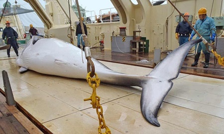برخی از این ژاپنی‌ها | کشتار ۵۰ نهنگ در آب‌های جنوبگان