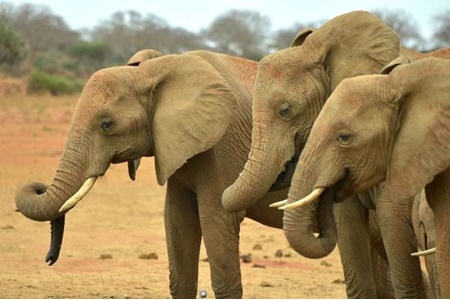 کشتار بی‌سابقه فیل‌ها در بوتسوانا
