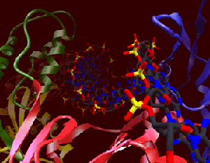 محل‌های فعال آنزیم ترانس‌کریپتاز معکوس در یک شبیه سازی کامپیوتری