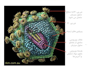 ساختارساده شده ویروس ایدز