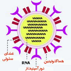 ساختکان ویروس آنفلوآنزای مرغی