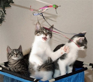 سه بچه گربه حاصل ازکپی‌کت