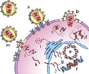 چرخه تکثیر ویروس ایدز