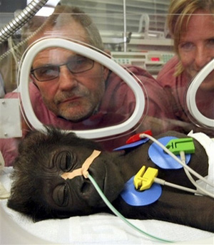 بچه گوریل در بیمارستانی در شهر مونستر آلمان
