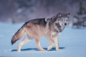  نام گونه : Canis lupus
