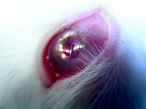لنز تماسی با یک مدار الکترونیکی روی چشم خرگوش 