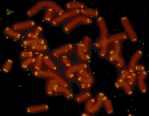 تلومرها در انتهای کروموزوم‌های درون هسته سلول قرار دارند