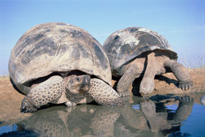 لاک پشت گالاپاگوس Galapagos tortoise    