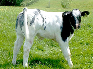 بووانا؛ اولین گوساله حاصل از انتقال جنین لقاح آزمایشگاهی متولد شد 