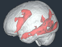 اسکن مغز یک کاربر اینترنت در حال مطالعه