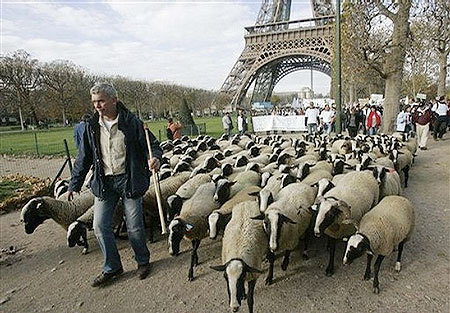 A shepherd leads his herd of sheep near the Eiffel Tower in Paris, Thursday, Nov. 13, 2008. Farmers protested falling farm incomes amid the economic slowdown. Farming unions said profits from the supermarkets is not being passed on to the individual farmer.