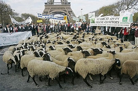 Farmers protest behind a herd of sheep near the Eiffel Tower in Paris, Thursday, Nov. 13, 2008