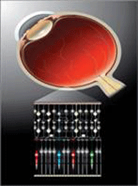 نمایی از چشم انسان که تمامی سلول های مخروطی و استوانه‌ای و سه رنگ اصلی چشم برای دیدن رنگ‌ها را نشان داده است.