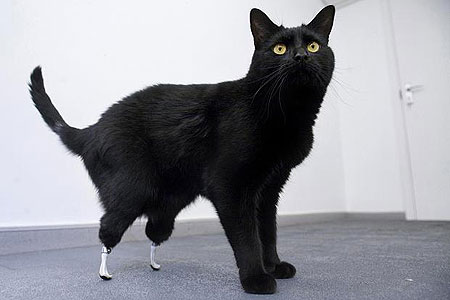 Oscar the bionic cat 