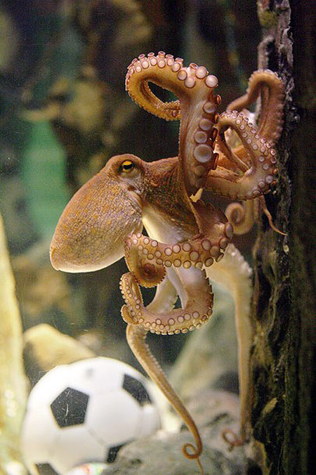 An octopus named Paul sits on a box with decorated with a German flag and a shell inside on July 9, 2010 at the Sea Life aquarium in Oberhausen, western Germany. Paul's task is to decide in favour of one of the shells hidden in boxes with the flags of Germany (R) and Uruguay to act thus as oracle for the upcoming 'small final', the third-place play-off game, of the FIFA Football World Cup between the two countries on July 10, 2010 in Port Elizabeth, South Africa. Paul, the 'psychic' octopus, who had predicted well the result of six matches earlier in the tournament, this time decided for German