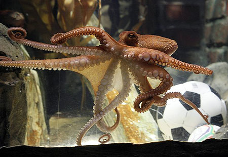 An octopus named Paul sits on a box with decorated with a German flag and a shell inside on July 9, 2010 at the Sea Life aquarium in Oberhausen, western Germany. Paul's task is to decide in favour of one of the shells hidden in boxes with the flags of Germany (R) and Uruguay to act thus as oracle for the upcoming 'small final', the third-place play-off game, of the FIFA Football World Cup between the two countries on July 10, 2010 in Port Elizabeth, South Africa. Paul, the 'psychic' octopus, who had predicted well the result of six matches earlier in the tournament, this time decided for German