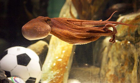 An octopus named Paul swims past a football on July 9, 2010 at the Sea Life aquarium in Oberhausen, western Germany. Paul, the 'psychic' octopus with a perfect prediction record, decided Spain will win the football World Cup for the first time in their history. The eight-legged oracle, who has become a World Cup sensation by correctly predicting all six Germany games, very quickly plumped for Spain carried live on national German television