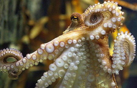 An octopus named Paul swims in his aquarium on July 9, 2010 at the Sea Life aquarium in Oberhausen, western Germany. Paul, the 'psychic' octopus with a perfect prediction record, decided Spain will win the football World Cup for the first time in their history. The eight-legged oracle, who has become a World Cup sensation by correctly predicting all six Germany games, very quickly plumped for Spain carried live on national German television