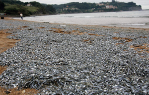 میلیون‌ها ماهی کولی مرده د رساحلی در شمال اسپانیا