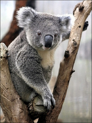 کوالا،جانوری آرام و که تنها در استرالیا یافت می ‌شود