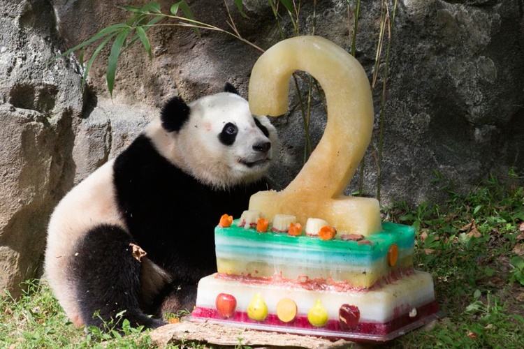 عکس کیک تولد خرس پاندا
