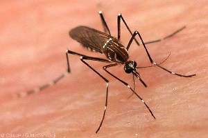 malaysia to fight dengue with genetically modified mosquitos