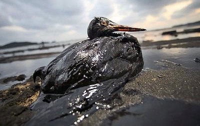 oil-slicked birds