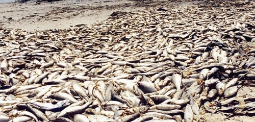 مرگ جمعی ماهیان