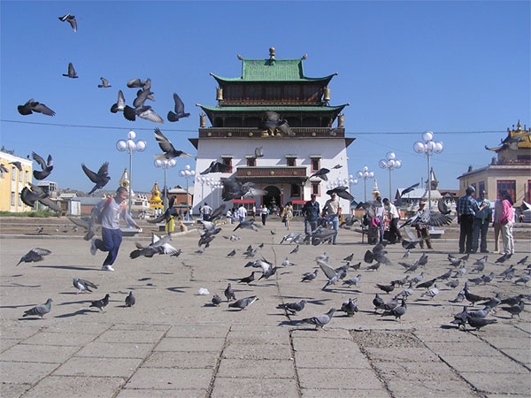 china pigeons