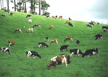 agriculture-cows